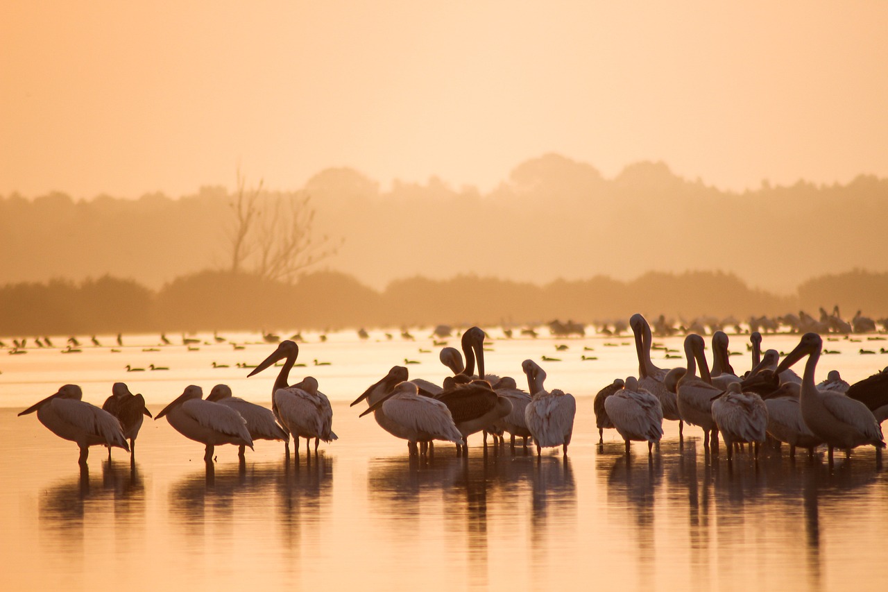 découvrez l'écotourisme, une manière durable d'explorer la nature tout en préservant l'environnement. plongez dans des expériences uniques qui allient aventure et respect de la biodiversité.