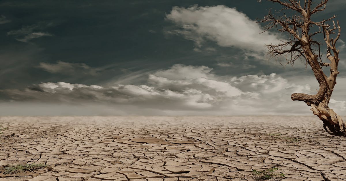 découvrez l'importance de la sensibilisation environnementale et comment elle influence nos actions pour préserver la planète. informez-vous sur les initiatives écologiques et les pratiques durables pour un avenir meilleur.