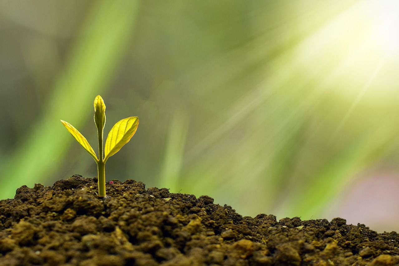 découvrez comment adopter des pratiques durables pour préserver l'environnement, réduire votre impact écologique et contribuer à un avenir plus responsable grâce à nos conseils et ressources sur la durabilité.