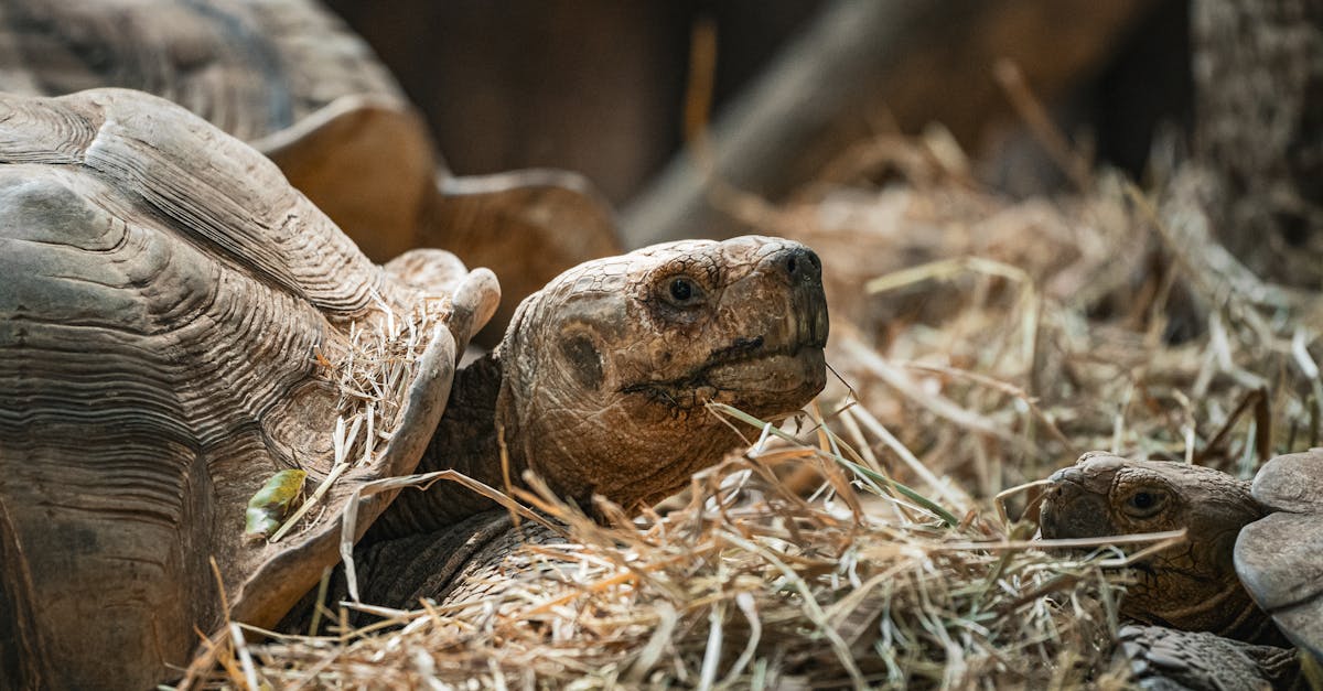 découvrez l'importance de la biodiversité pour notre planète, ses enjeux et comment préserver la diversité des espèces. apprenez les actions à mener pour protéger notre écosystème et favoriser un environnement durable.