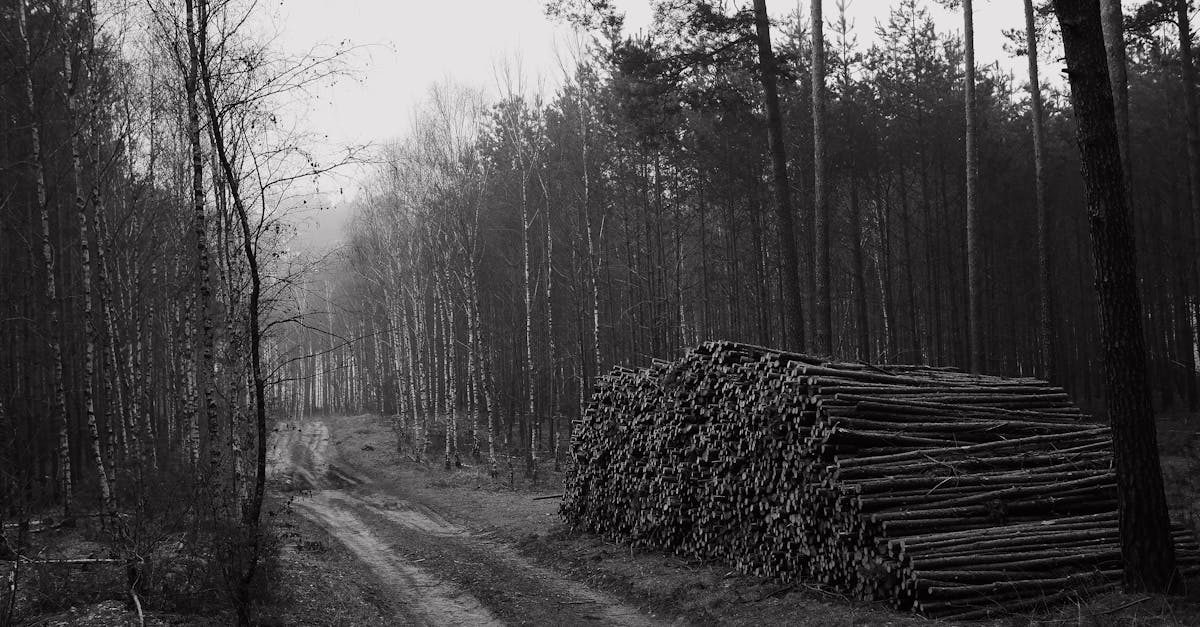 découvrez l'importance des ressources naturelles pour notre planète. explorez les enjeux liés à leur exploitation et à leur conservation, ainsi que leur impact sur l'environnement et les sociétés humaines.
