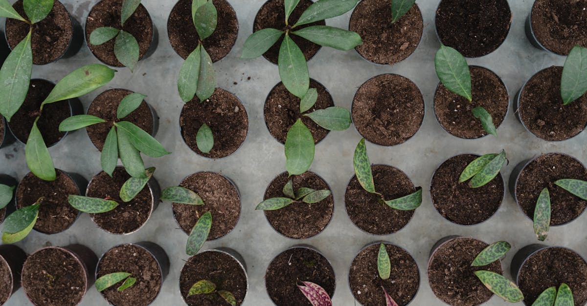découvrez l'importance de la reforestation pour la planète. apprenez comment cette pratique écologique contribue à la lutte contre le changement climatique, préserve la biodiversité et restaure les écosystèmes. engagez-vous dès aujourd'hui pour un avenir plus vert!