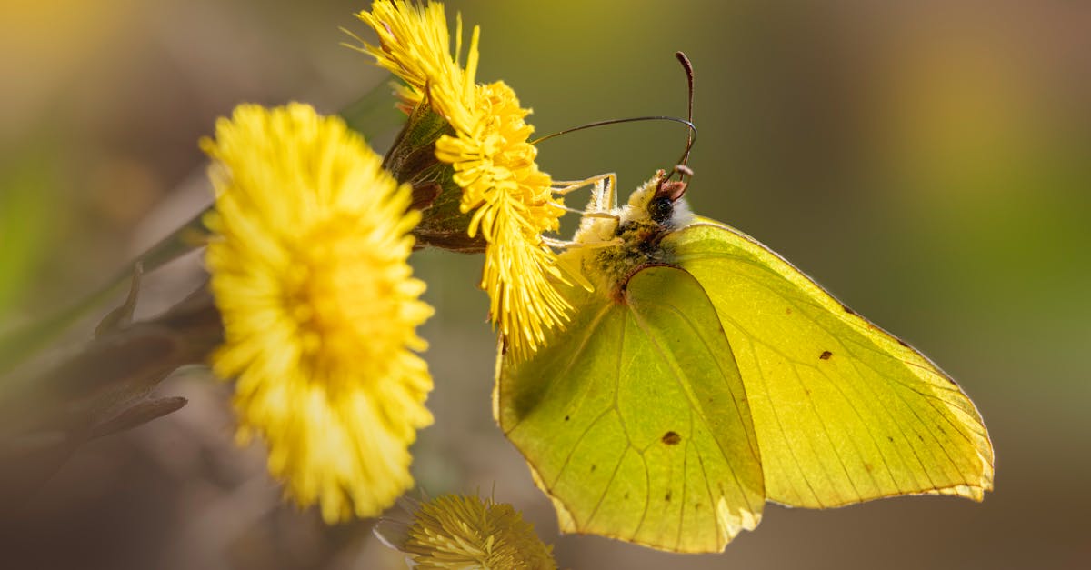 découvrez l'importance de la biodiversité pour notre planète et notre avenir. explorez les écosystèmes, la protection des espèces et les initiatives pour préserver la richesse naturelle qui nous entoure.