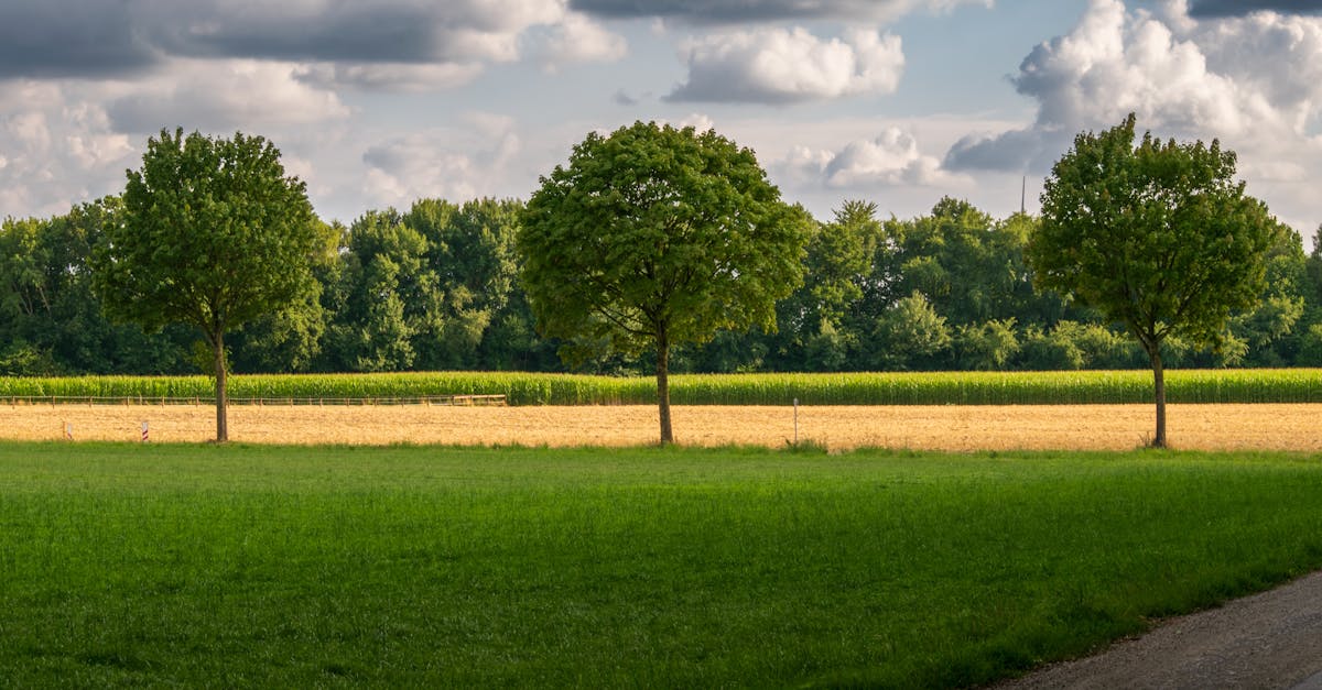 découvrez le concept de 'green cloud', une approche durable et écologique du cloud computing. apprenez comment les entreprises adoptent des solutions respectueuses de l'environnement pour optimiser leur infrastructure numérique tout en réduisant leur empreinte carbone.