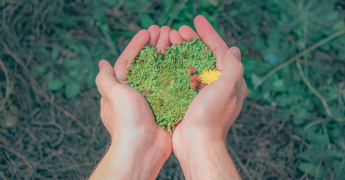 découvrez l'importance de la sensibilisation environnementale, des actions concrètes pour protéger notre planète et comment chaque geste compte pour préserver notre écosystème.