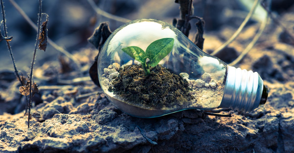 découvrez l'importance de la durabilité pour un avenir meilleur. apprenez comment adopter des pratiques écoresponsables dans votre quotidien pour préserver notre planète tout en favorisant le bien-être économique et social.