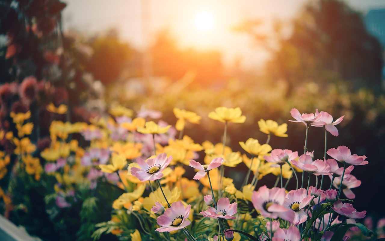 découvrez comment les jardins urbains transforment les espaces citadins en oasis de verdure. apprenez des astuces sur la culture de fruits, légumes et fleurs en milieu urbain pour favoriser la biodiversité et le bien-être.