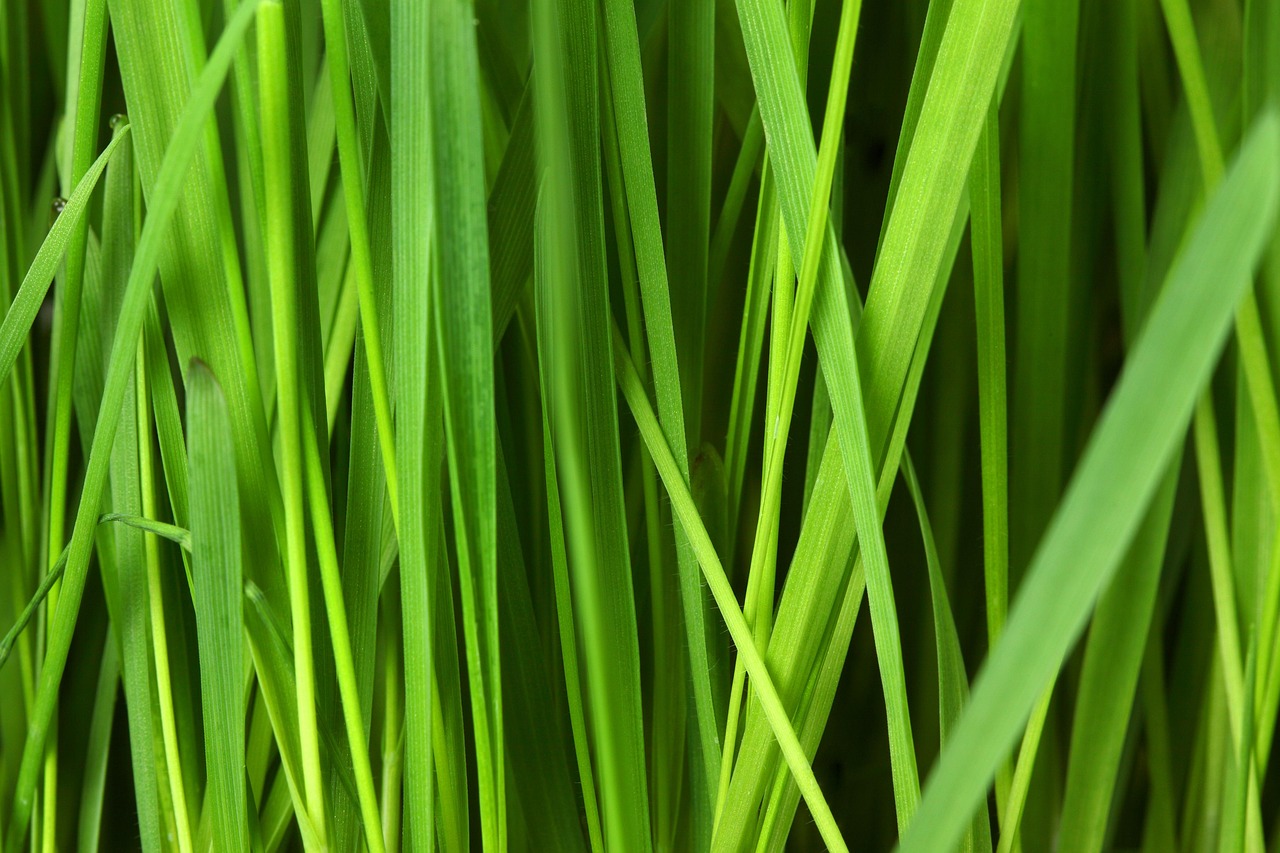 découvrez des alternatives écologiques aux films alimentaires traditionnels pour conserver vos aliments de manière durable et respectueuse de l'environnement.