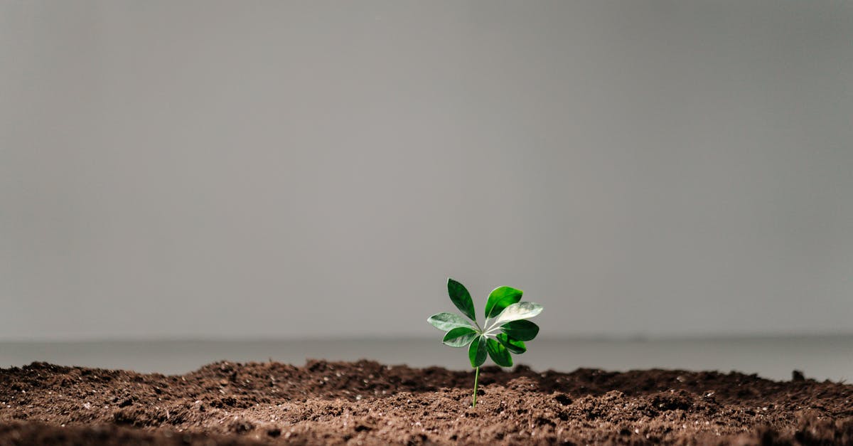 découvrez l'importance de la sensibilisation environnementale, qui joue un rôle crucial dans la protection de notre planète. apprenez comment des actions individuelles peuvent contribuer à la durabilité et à la préservation de notre écosystème.