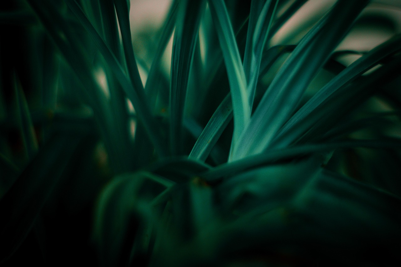 découvrez les principes essentiels du développement durable pour préserver les ressources naturelles et assurer un avenir équilibré pour les générations futures.