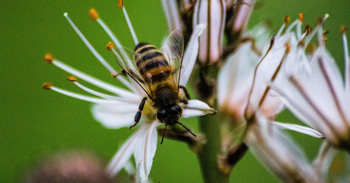 découvrez l'importance de la biodiversité, ses menaces et les actions à entreprendre pour préserver notre écosystème. apprenez comment chaque espèce joue un rôle crucial dans l'équilibre naturel et pourquoi il est essentiel de protéger notre patrimoine vivant.