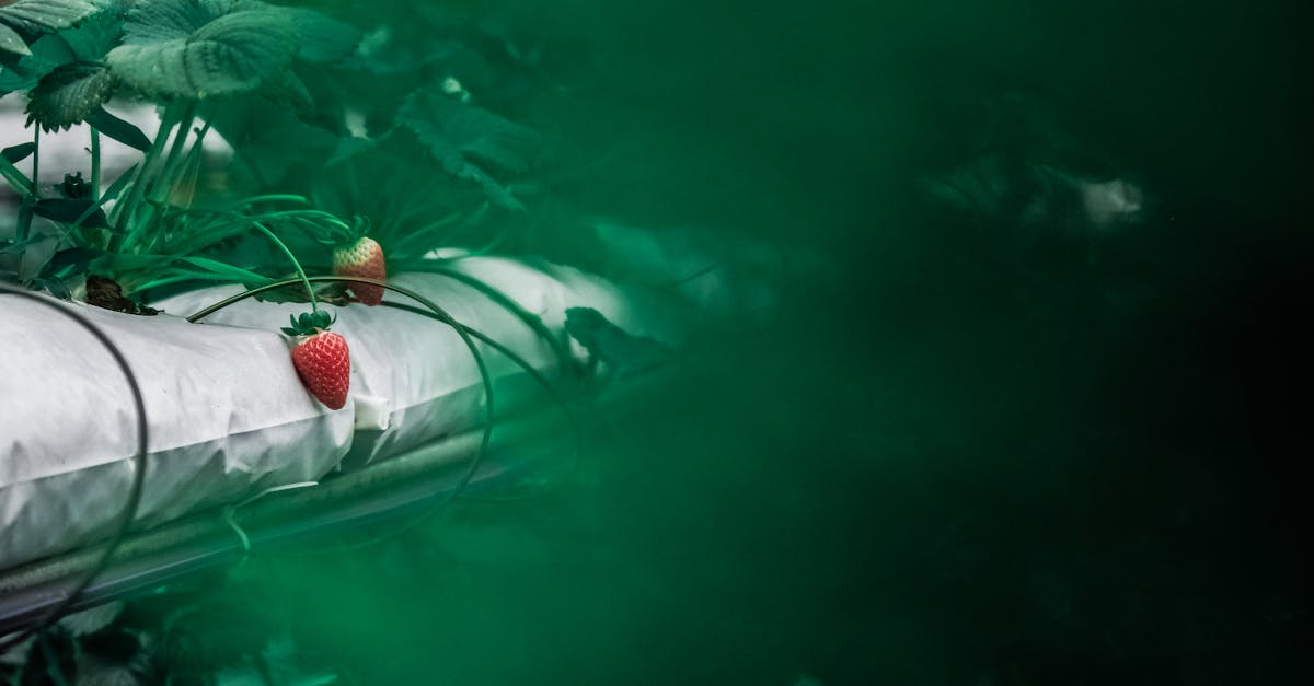 découvrez comment l'innovation durable transforme notre avenir en alliant écologie et technologie. explorez des solutions innovantes qui préservent l'environnement tout en stimulant la croissance économique.
