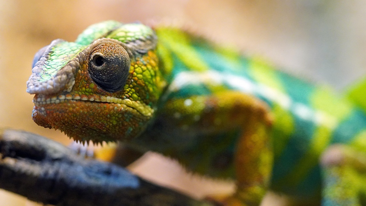 découvrez l'importance de la biodiversité pour notre planète. apprenez comment la diversité des espèces et des écosystèmes contribue à notre environnement, à la santé humaine et à la durabilité. explorez les menaces qui pèsent sur la biodiversité et les actions à entreprendre pour la préserver.