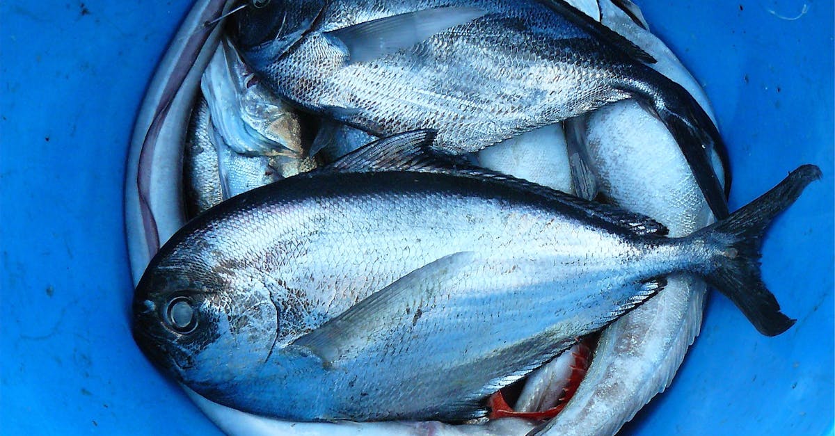 découvrez les pratiques de la pêche durable et leur impact positif sur les écosystèmes marins. apprenez comment préserver les ressources halieutiques tout en soutenant les communautés de pêcheurs. engagez-vous pour une pêche responsable et respectueuse de l'environnement.