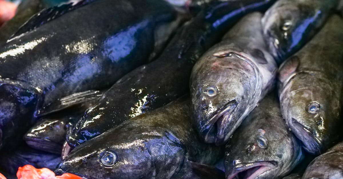 découvrez les pratiques de la pêche durable qui préservent les écosystèmes marins tout en garantissant des ressources pour les générations futures. apprenez comment contribuer à une pêche responsable et respectueuse de l'environnement.