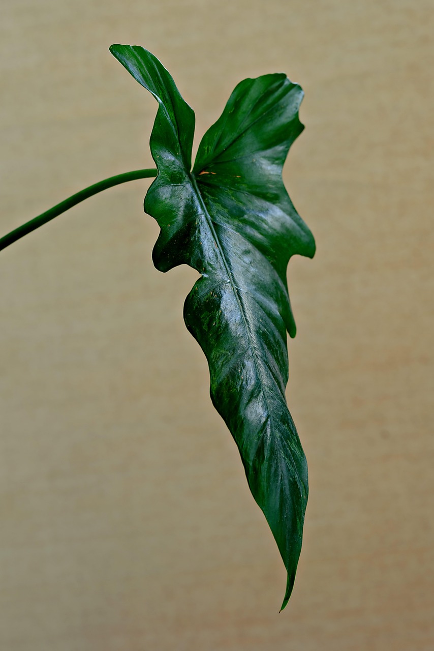 découvrez comment cultiver un jardin biologique sur votre balcon avec des techniques simples et naturelles pour des plantes saines et savoureuses.