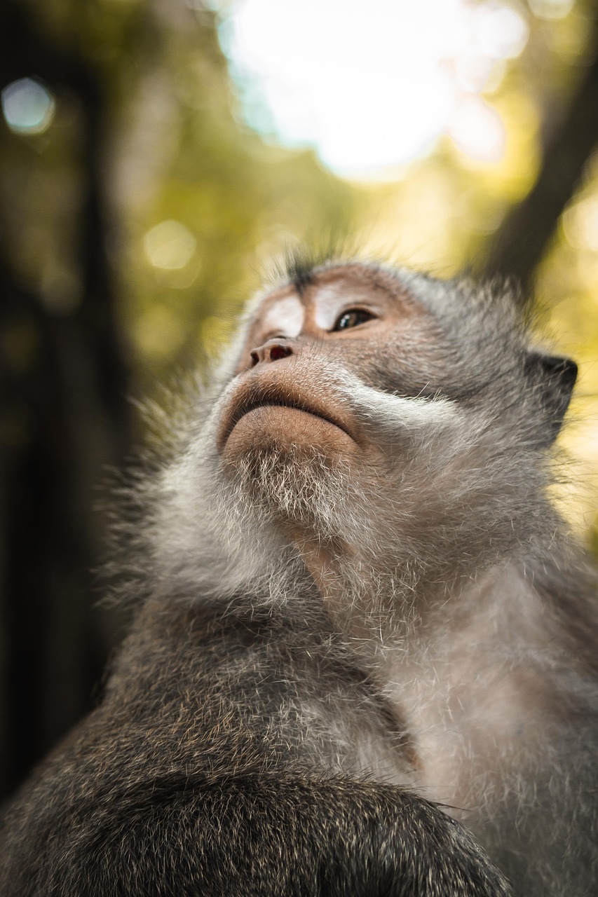 découvrez l'importance de la biodiversité pour notre planète, la richesse des écosystèmes et les enjeux liés à la préservation des espèces. explorez comment chaque organisme contribue à l'équilibre de la vie sur terre et pourquoi protéger cette diversité est essentiel pour les générations futures.