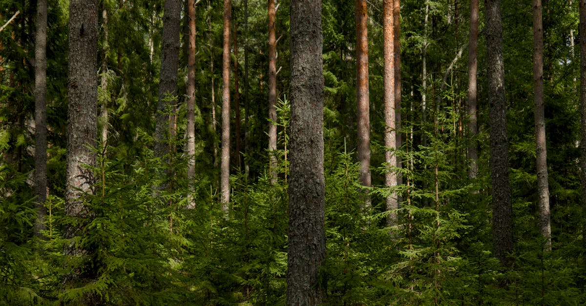 découvrez l'importance de la reforestation pour la préservation de notre planète. apprenez comment cette pratique essentielle contribue à restaurer les écosystèmes, à combattre le changement climatique et à soutenir la biodiversité. engagez-vous pour un avenir plus vert en participant à des initiatives de reforestation.