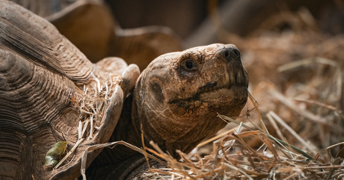 découvrez l'importance de la biodiversité et son rôle crucial dans le maintien de l'équilibre écologique. explorez les menaces qui pèsent sur notre environnement et les actions à entreprendre pour préserver la richesse des espèces et des écosystèmes.