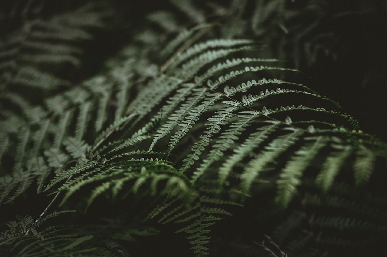 découvrez les initiatives écologiques qui transforment notre monde. explorez des projets innovants pour une planète plus verte et durable.