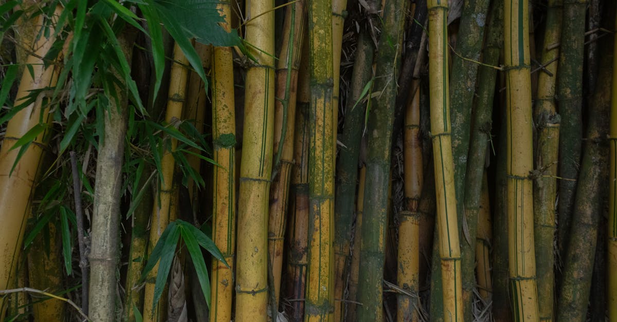 découvrez l'importance de la biodiversité pour notre planète. explorez les écosystèmes, la diversité des espèces et les actions à entreprendre pour préserver cette richesse naturelle essentielle à notre survie.