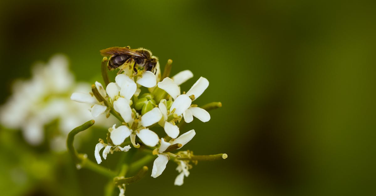 découvrez les droits environnementaux, leur importance pour la protection de notre planète et comment ils contribuent à garantir un avenir durable pour les générations futures. explorez les initiatives et les législations qui favorisent un environnement sain et préservent les ressources naturelles.