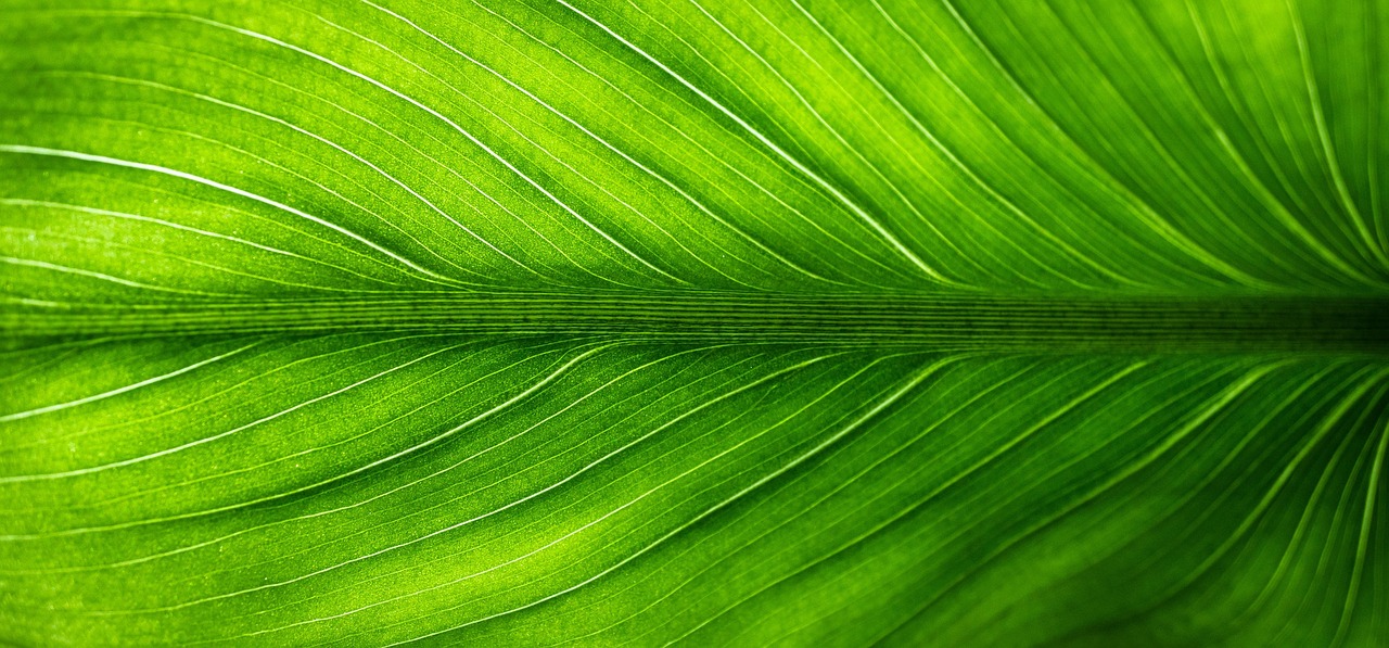 découvrez nos produits de nettoyage écologiques, efficaces et respectueux de l'environnement pour un nettoyage sain et durable de votre maison.