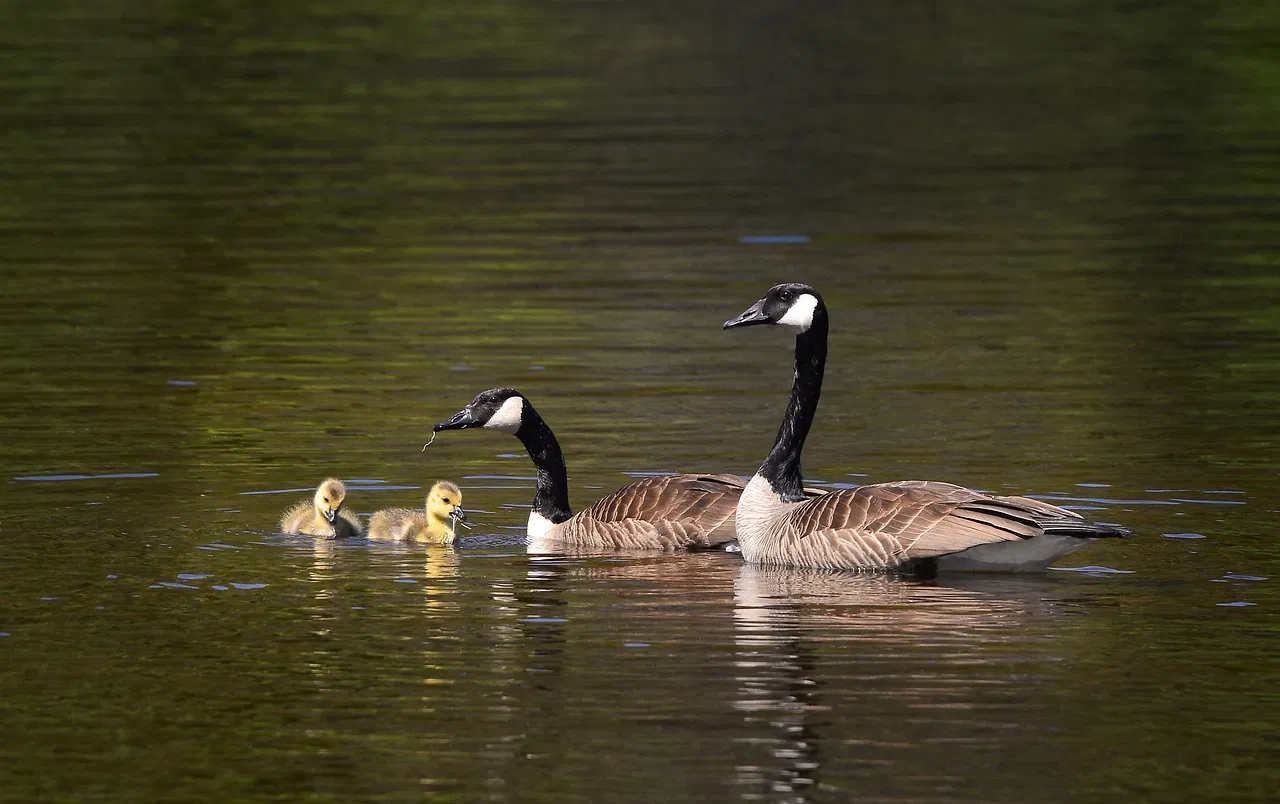 L’importance de la biodiversité dans le cadre du bilan carbone