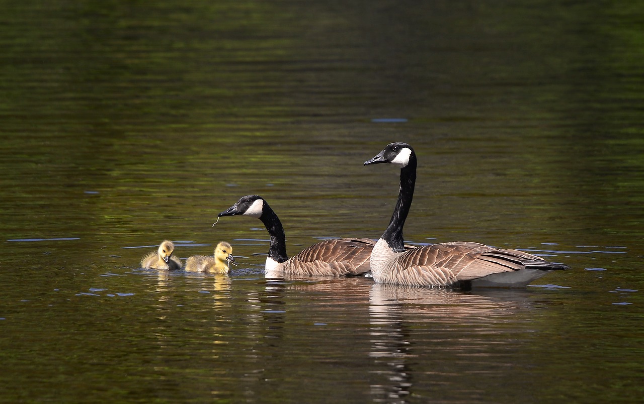 L’importance de la biodiversité dans le cadre du bilan carbone