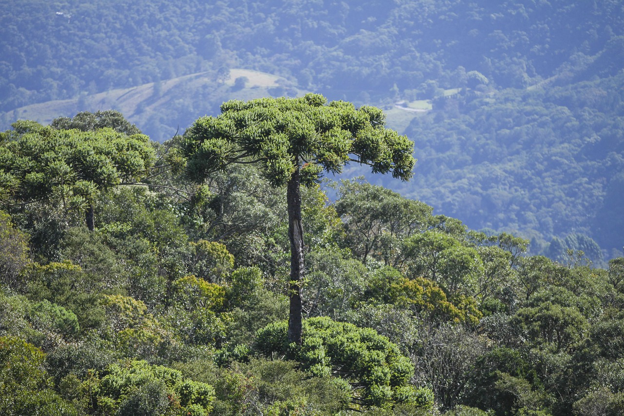 La décarbonation s’accélère dans le Grand Est