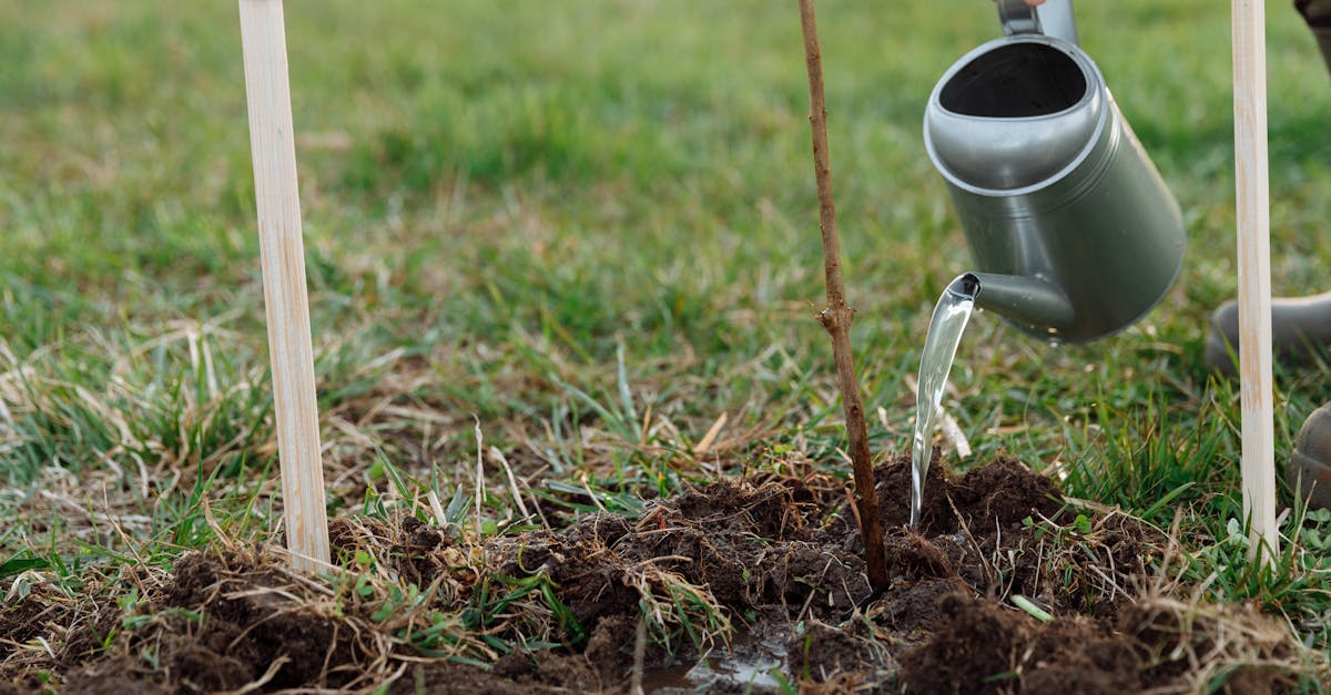 Reforestations : Les clés pour une planète plus verte et durable