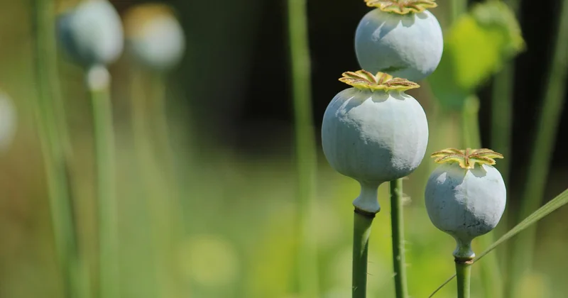 Pourquoi le timbre vert ne suffit pas toujours pour 100g