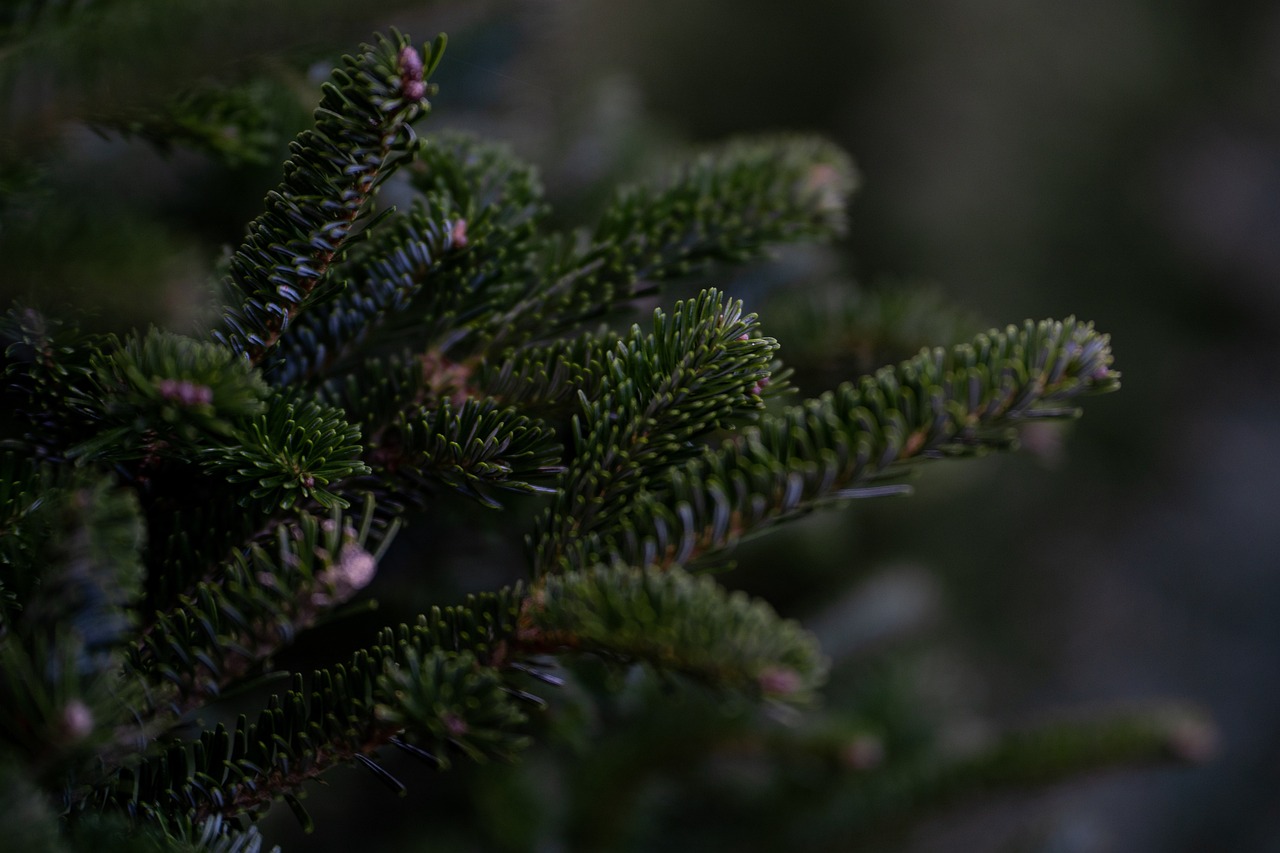 Sapin de Noël : Choisir entre le naturel et le synthétique pour un Noël écologique