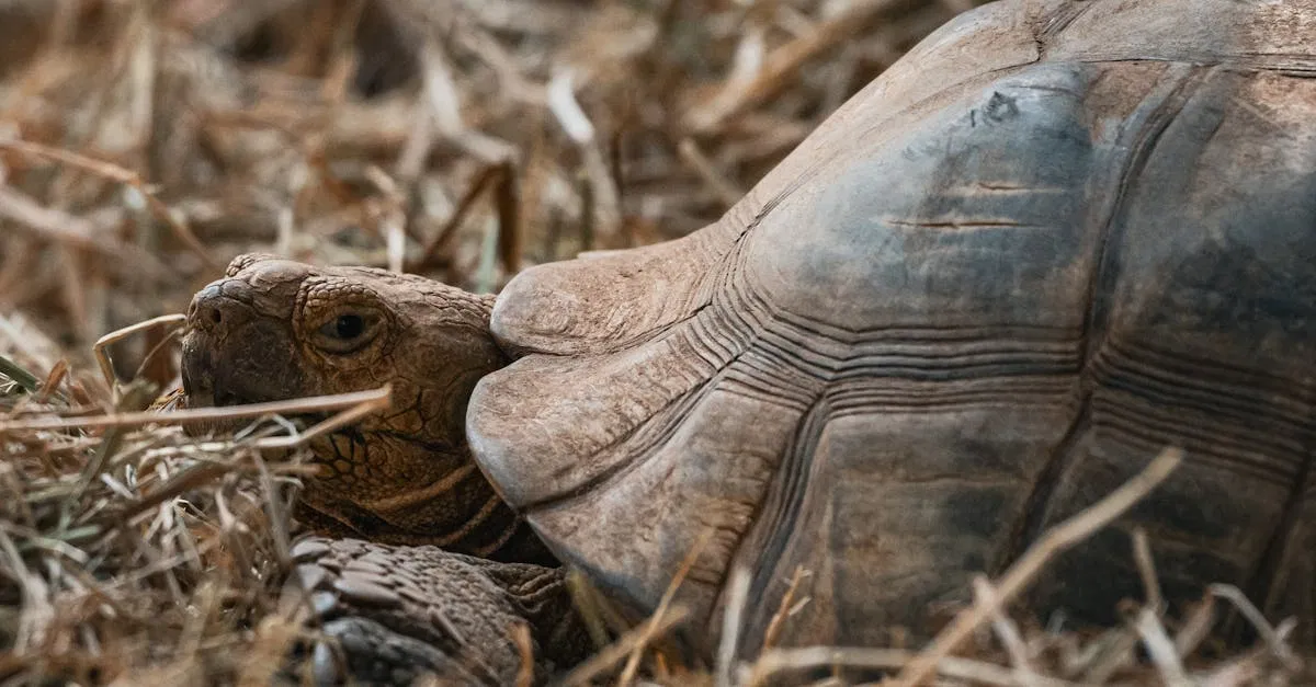 Conservation des écosystèmes : enjeux et solutions pour préserver la biodiversité