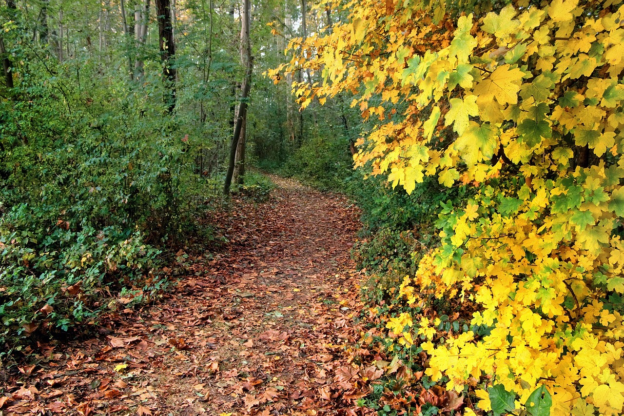 Le trail, une activité de plein air qui suscite des débats écologiques