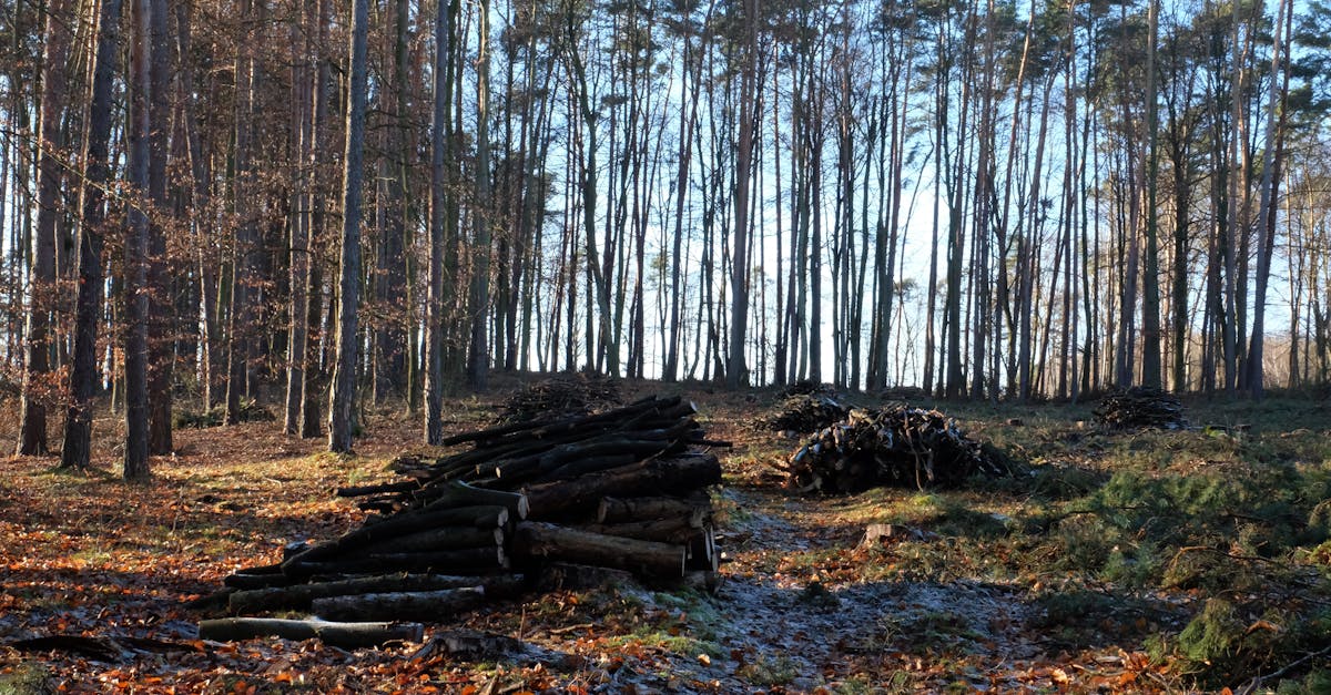 Foresterie durable : pratiques innovantes pour préserver nos forêts