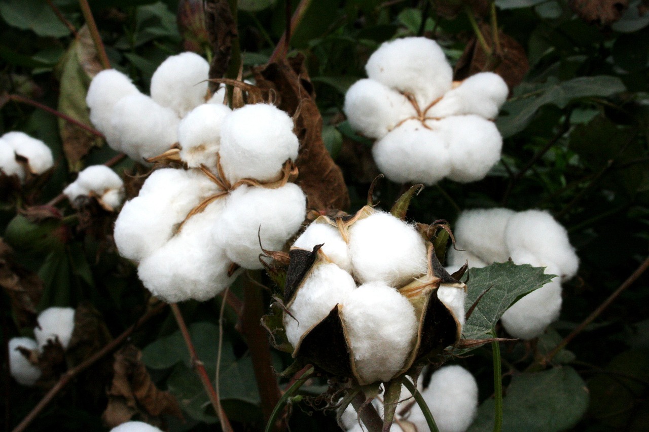 Coton bio d’Afrique : les petits exploitants tanzaniens, nouveaux leaders d’une révolution durable