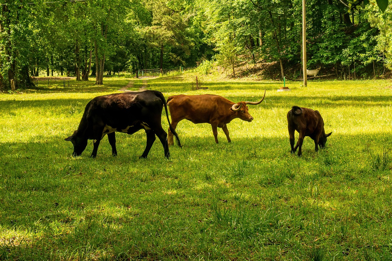 découvrez comment réduire votre empreinte carbone grâce à des actions simples et efficaces. apprenez-en plus sur l'impact environnemental de vos choix quotidiens et les solutions pour un mode de vie plus écologique.