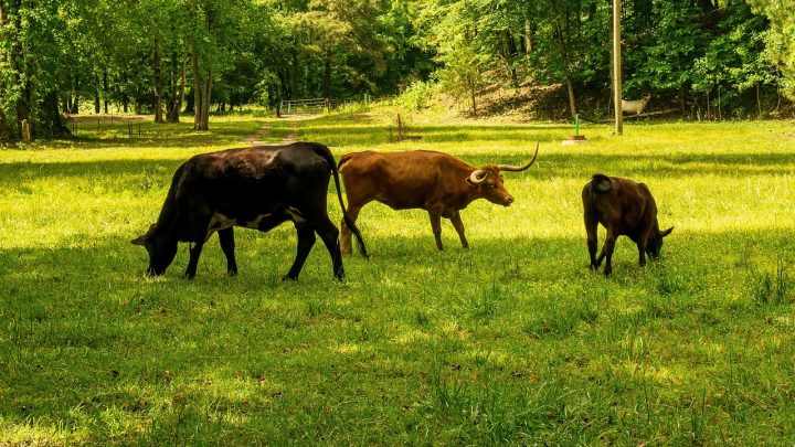 découvrez l'empreinte carbone, un indicateur clé de l'impact environnemental de nos activités. apprenez comment réduire votre empreinte et contribuer à un avenir durable.