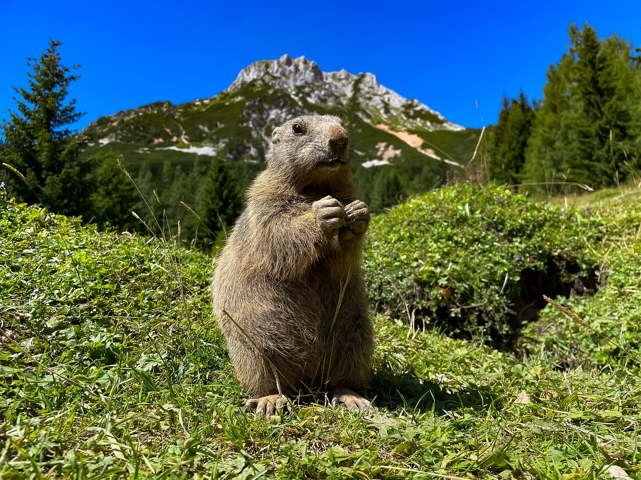 découvrez l'importance de la biodiversité sur notre planète. explorez les différentes espèces, leurs interactions et la nécessité de préserver notre écosystème pour un avenir durable.