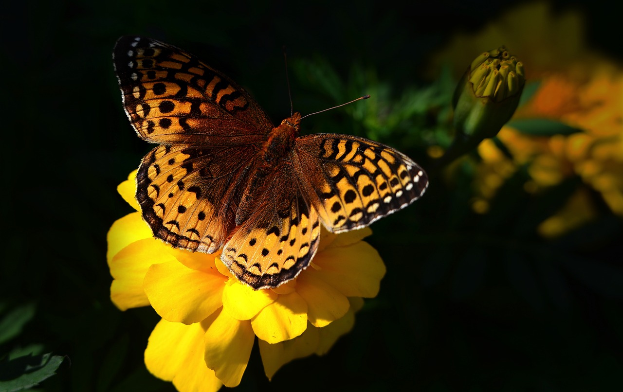 Les synergies entre biodiversité et bilan carbone