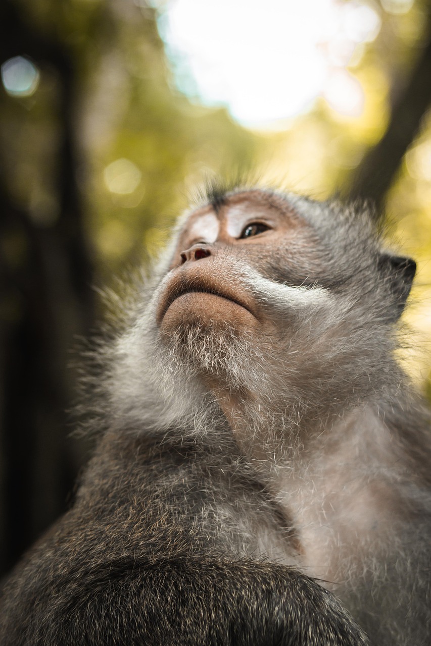 découvrez l'importance de la biodiversité, ses enjeux et les efforts pour la préserver. plongez dans un monde où chaque espèce joue un rôle essentiel dans l'équilibre de notre écosystème.