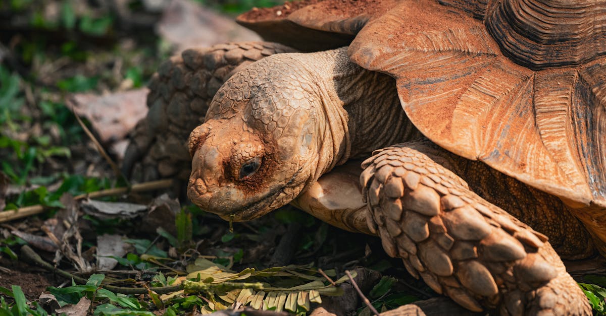 découvrez comment les partenariats écologiques favorisent la durabilité et la protection de notre planète. explorez des initiatives collaboratives qui unissent entreprises, ong et communautés pour un avenir plus vert.