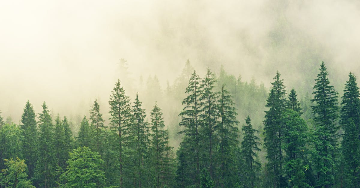 découvrez comment les partenariats écologiques transforment notre approche de l'environnement, en unissant entreprises, collectivités et citoyens pour un développement durable et responsable.
