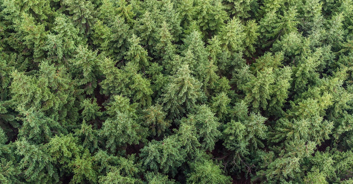 découvrez l'importance et la diversité des ressources naturelles, des minéraux aux forêts, en passant par les eaux et les énergies renouvelables. explorez comment leur gestion durable est essentielle pour notre avenir.