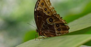 La sensibilisation à la biodiversité : un enjeu crucial pour notre planète