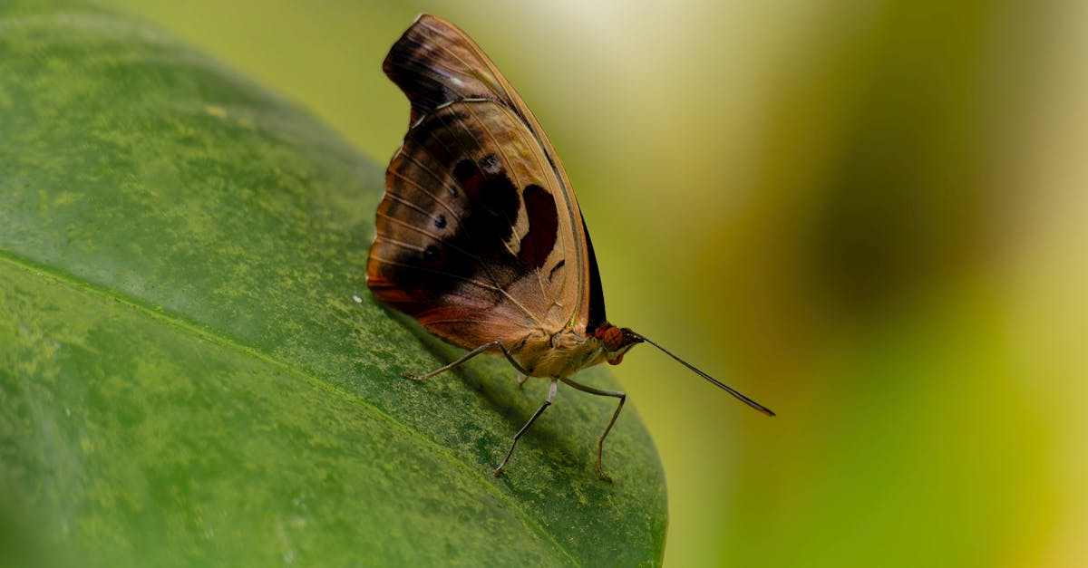 découvrez l'importance de la biodiversité pour notre planète, son rôle vital dans l'équilibre des écosystèmes et les actions nécessaires pour sa préservation. ensemble, protégeons notre héritage naturel.