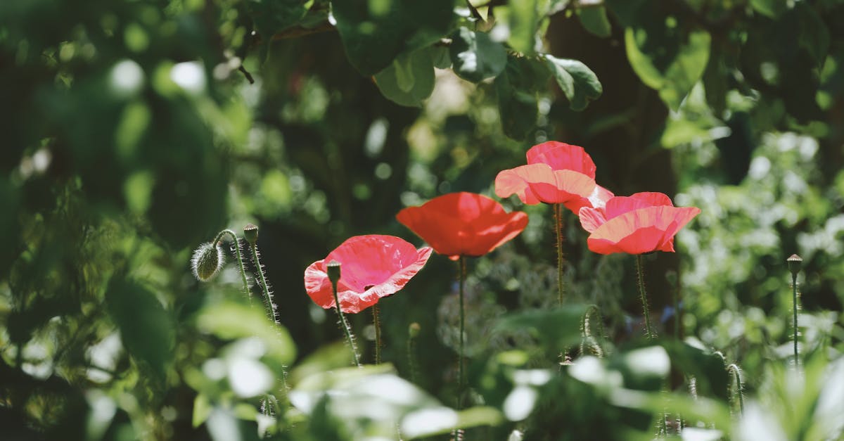explorez la richesse de la biodiversité, un équilibre vital pour notre planète. découvrez les espèces, habitats et actions nécessaires pour préserver la variété de la vie sur terre. engageons-nous ensemble pour protéger notre écosystème unique.