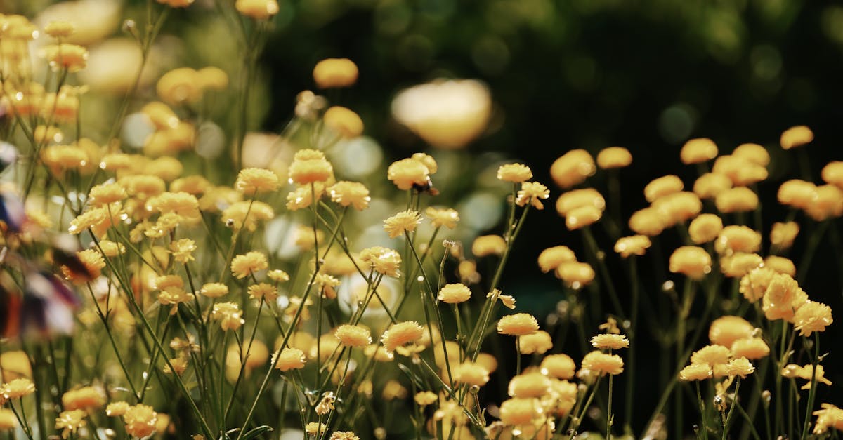 découvrez les eco-coopératives, un modèle de travail collaboratif et durable qui favorise la protection de l'environnement, le soutien aux communautés locales et l'innovation verte. rejoignez le mouvement pour un avenir responsable et solidaire.