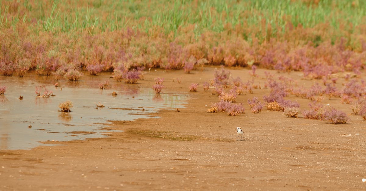 découvrez le concept d'isolement écologique, un phénomène clé en biologie et en écologie qui décrit comment les différentes espèces interagissent avec leur environnement et entre elles. explorez son impact sur la biodiversité et l'évolution des espèces.